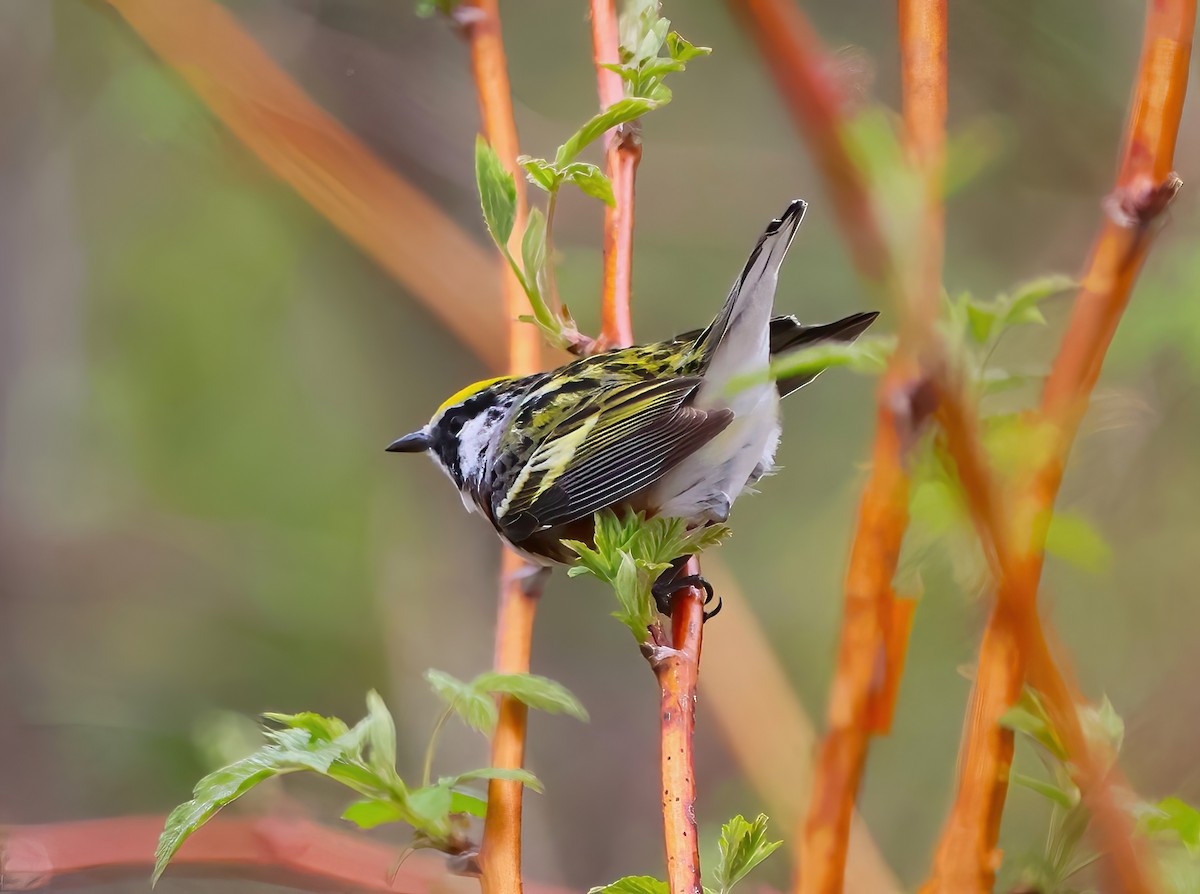 Chestnut-sided Warbler - Eric Patry