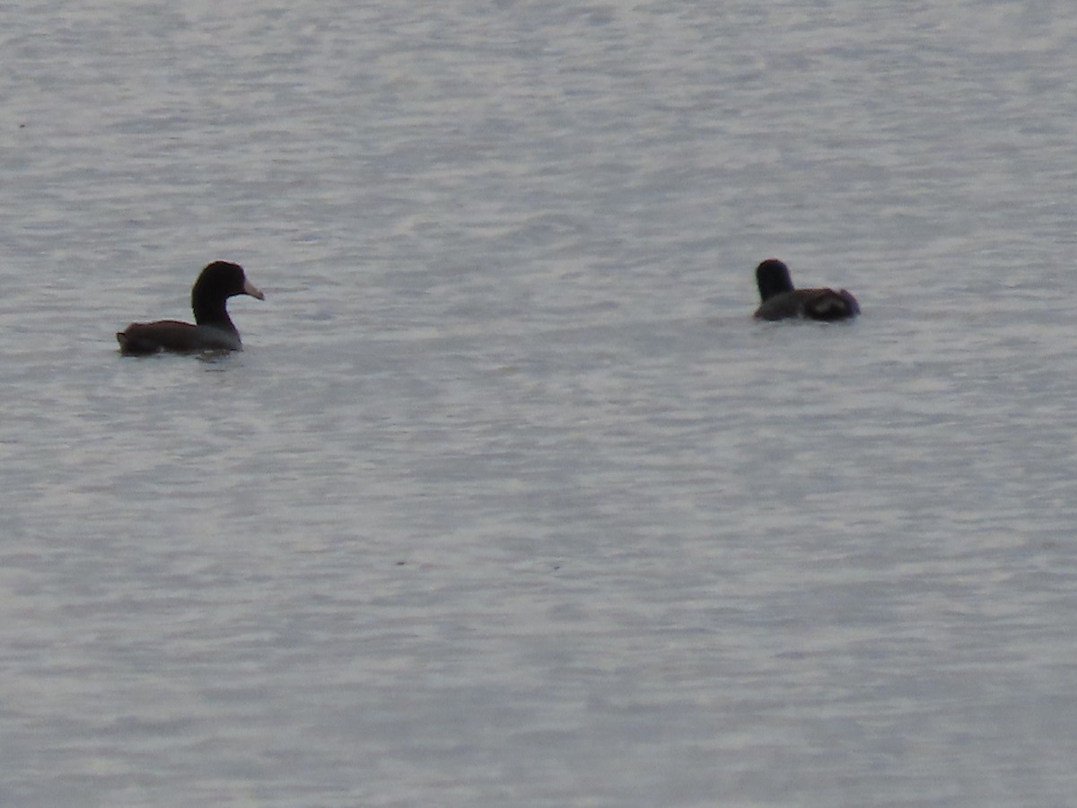 American Coot - Dick Zerger