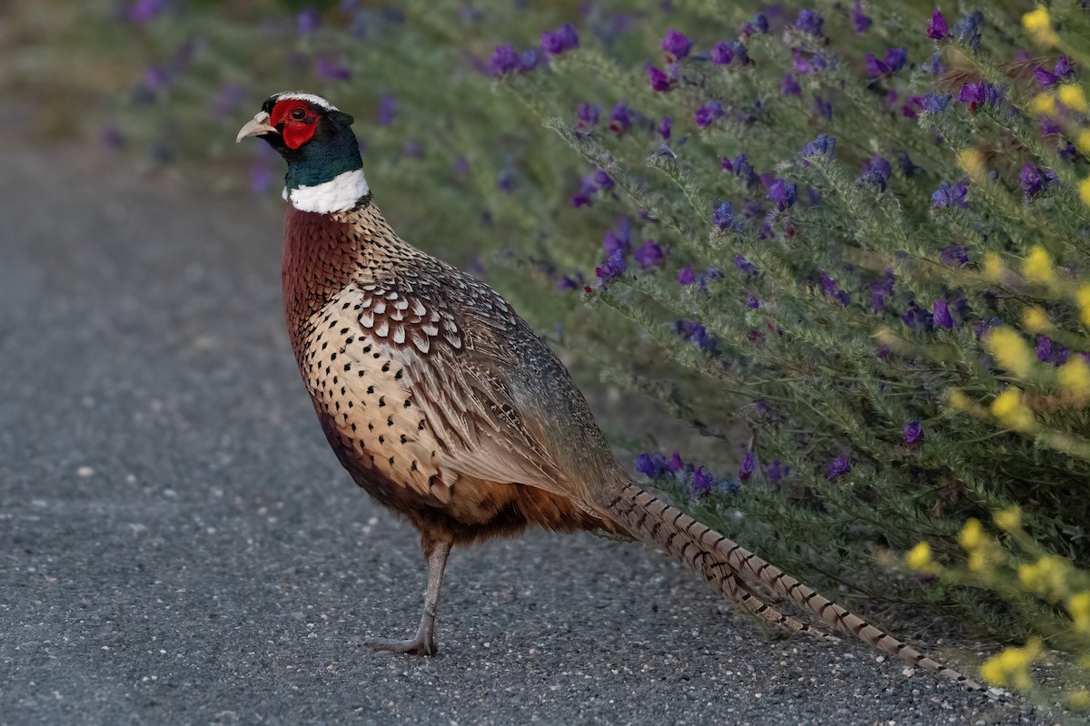 Ring-necked Pheasant - ML619144054