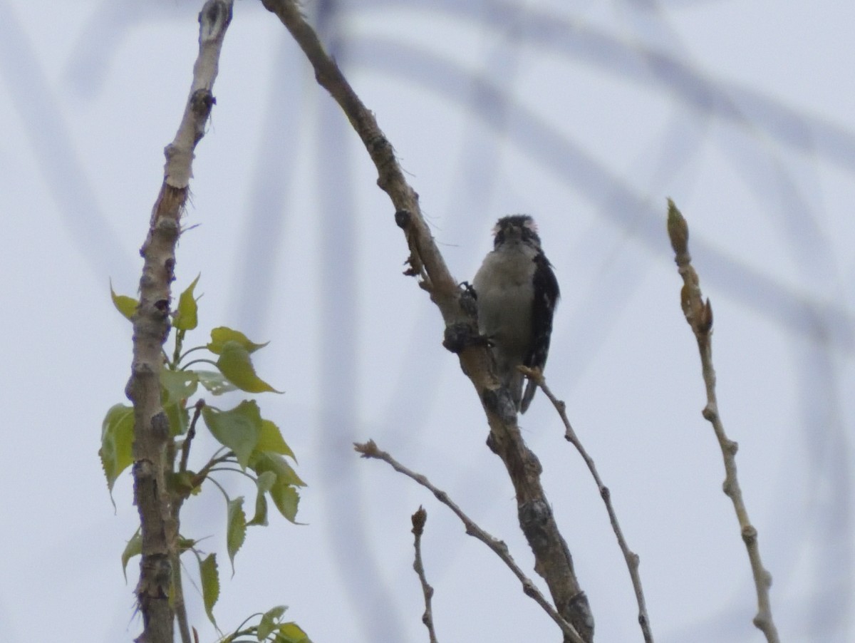 Downy Woodpecker (Rocky Mts.) - ML619144055