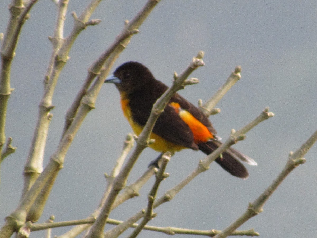 Flame-rumped Tanager - ML619144096