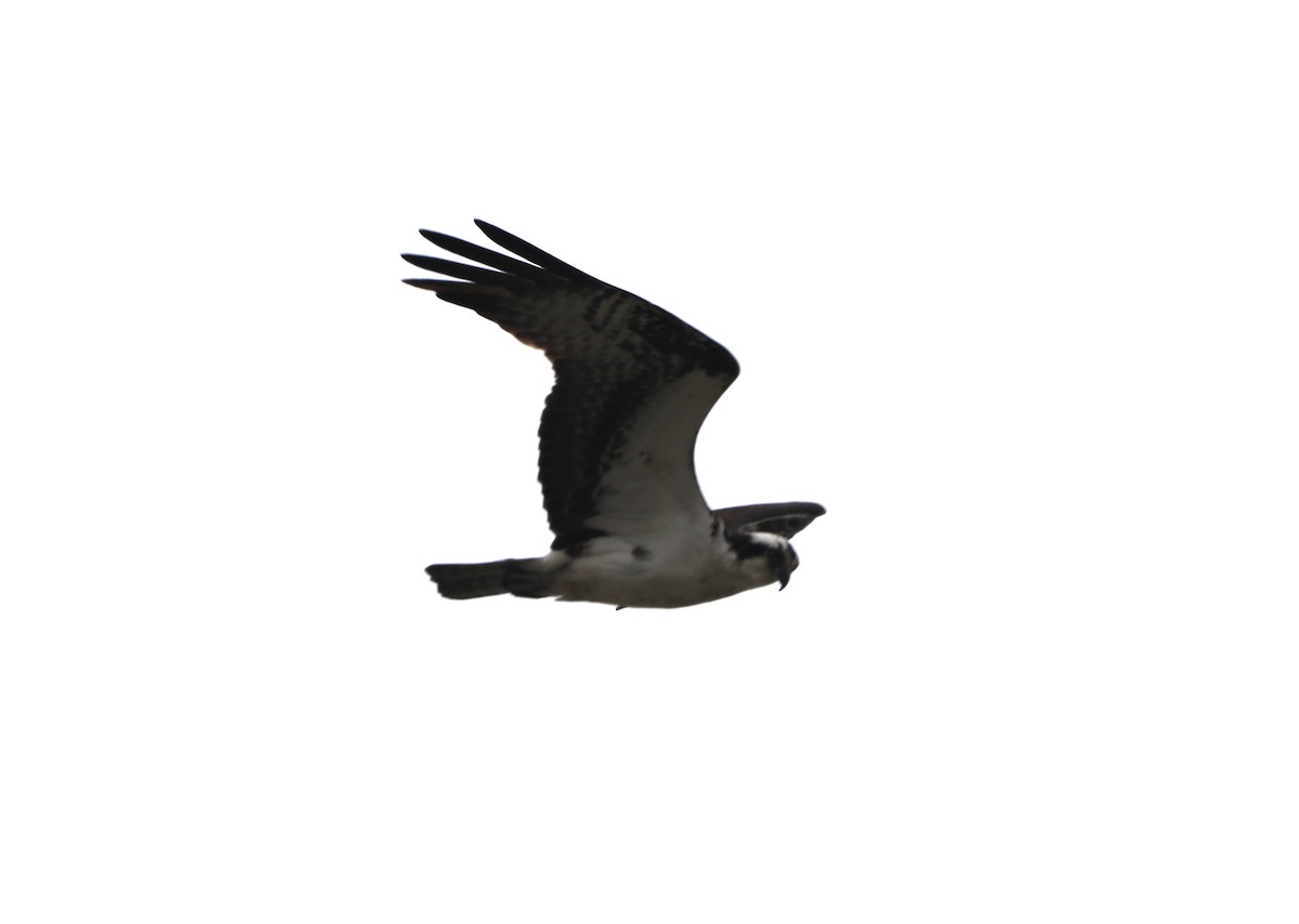 Balbuzard pêcheur - ML619144107