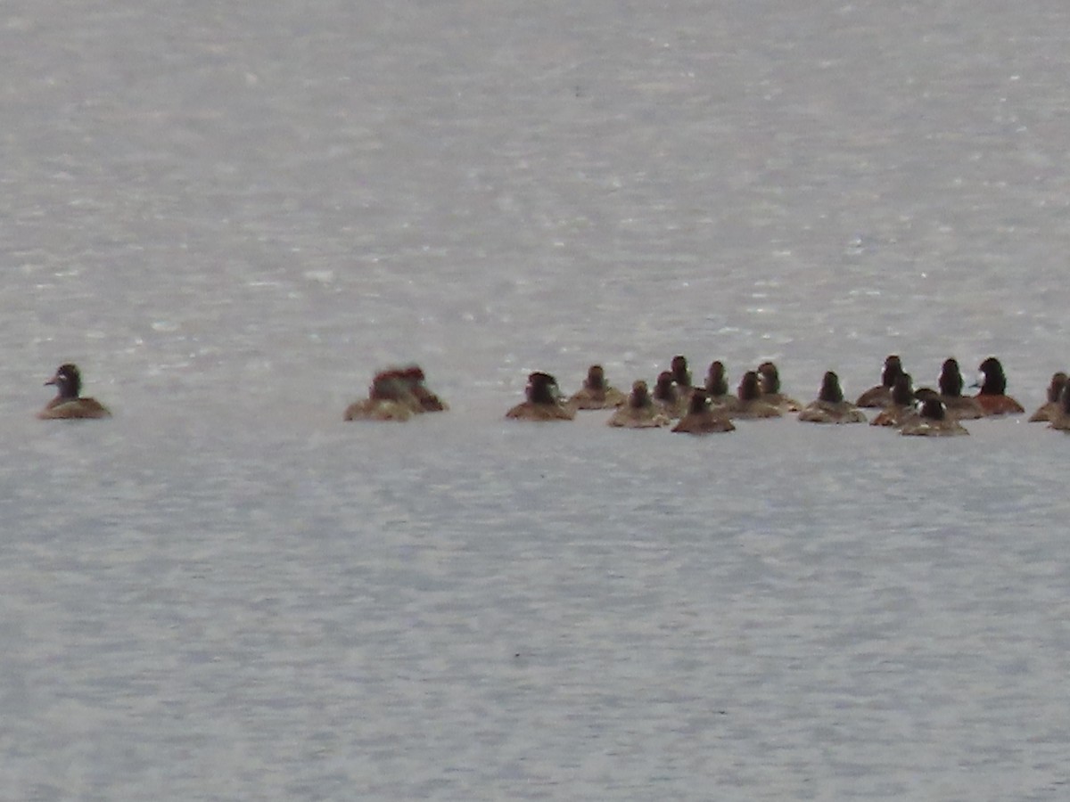 Ruddy Duck - ML619144110