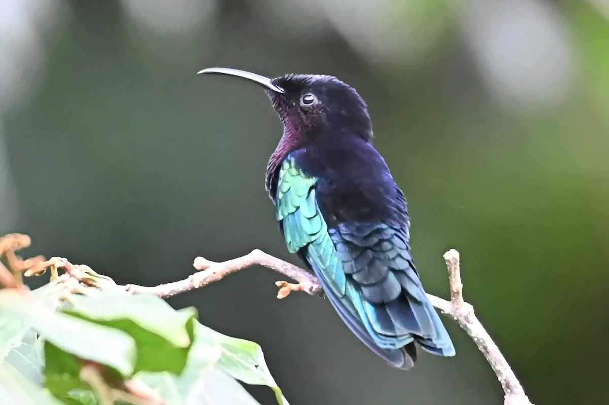 Purple-throated Carib - James Cosgrove