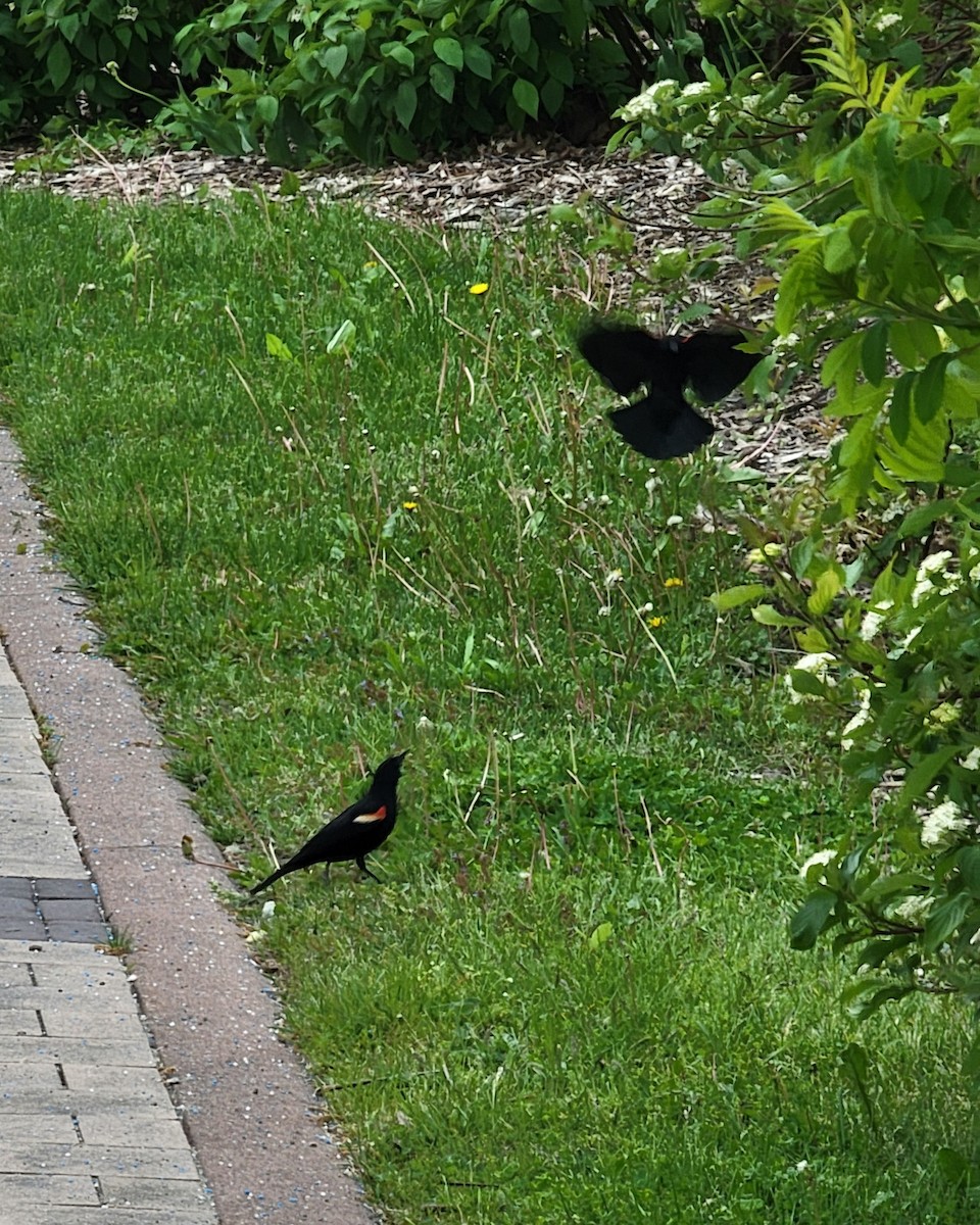 Red-winged Blackbird - "Chia" Cory Chiappone ⚡️