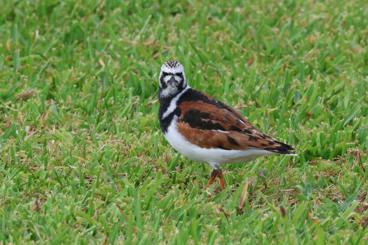 Ruddy Turnstone - ML619144141