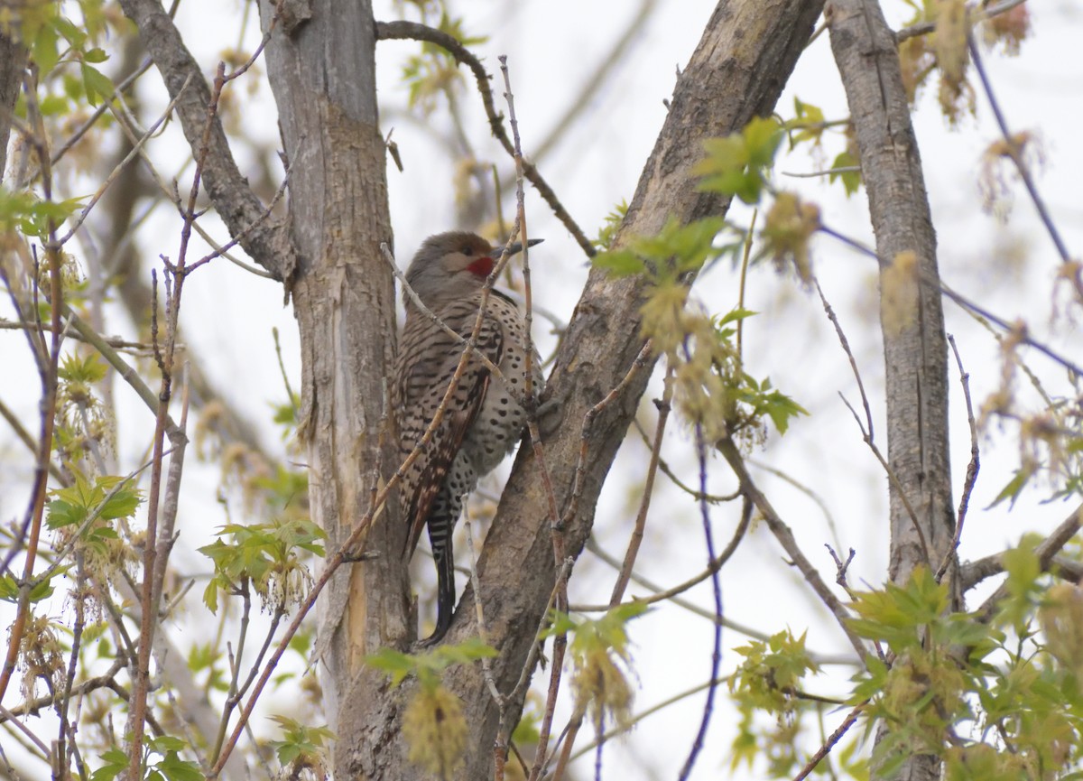 Northern Flicker (Red-shafted) - Robert Tonge