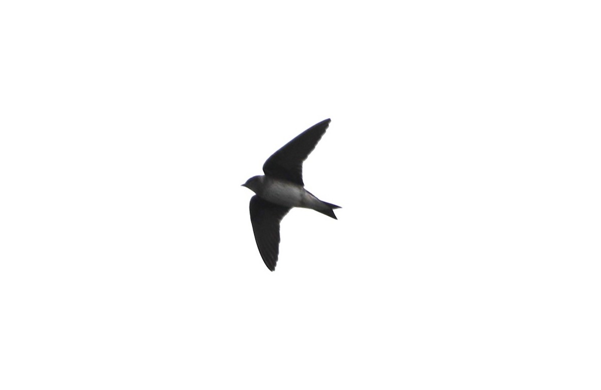 Hirondelle noire - ML619144149