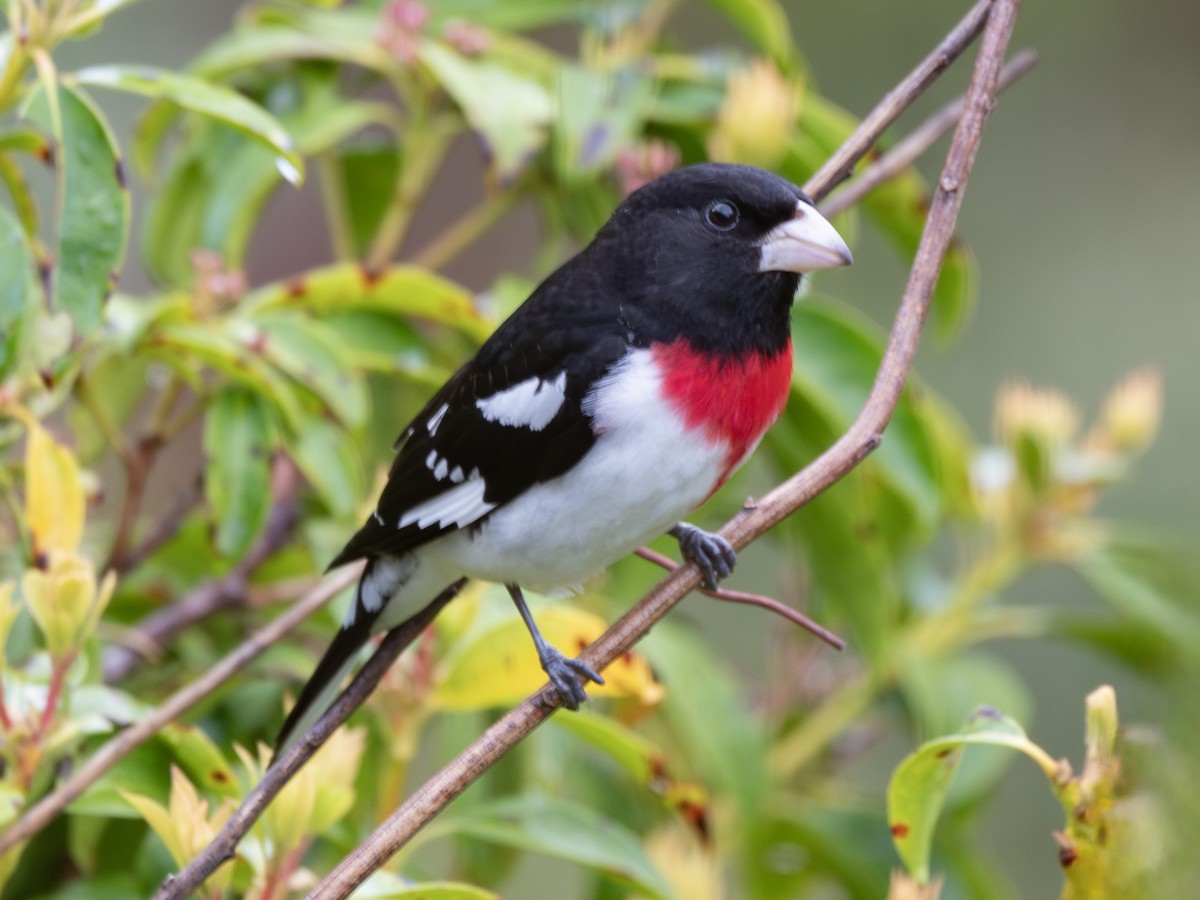 Rose-breasted Grosbeak - Jeffrey Gresko