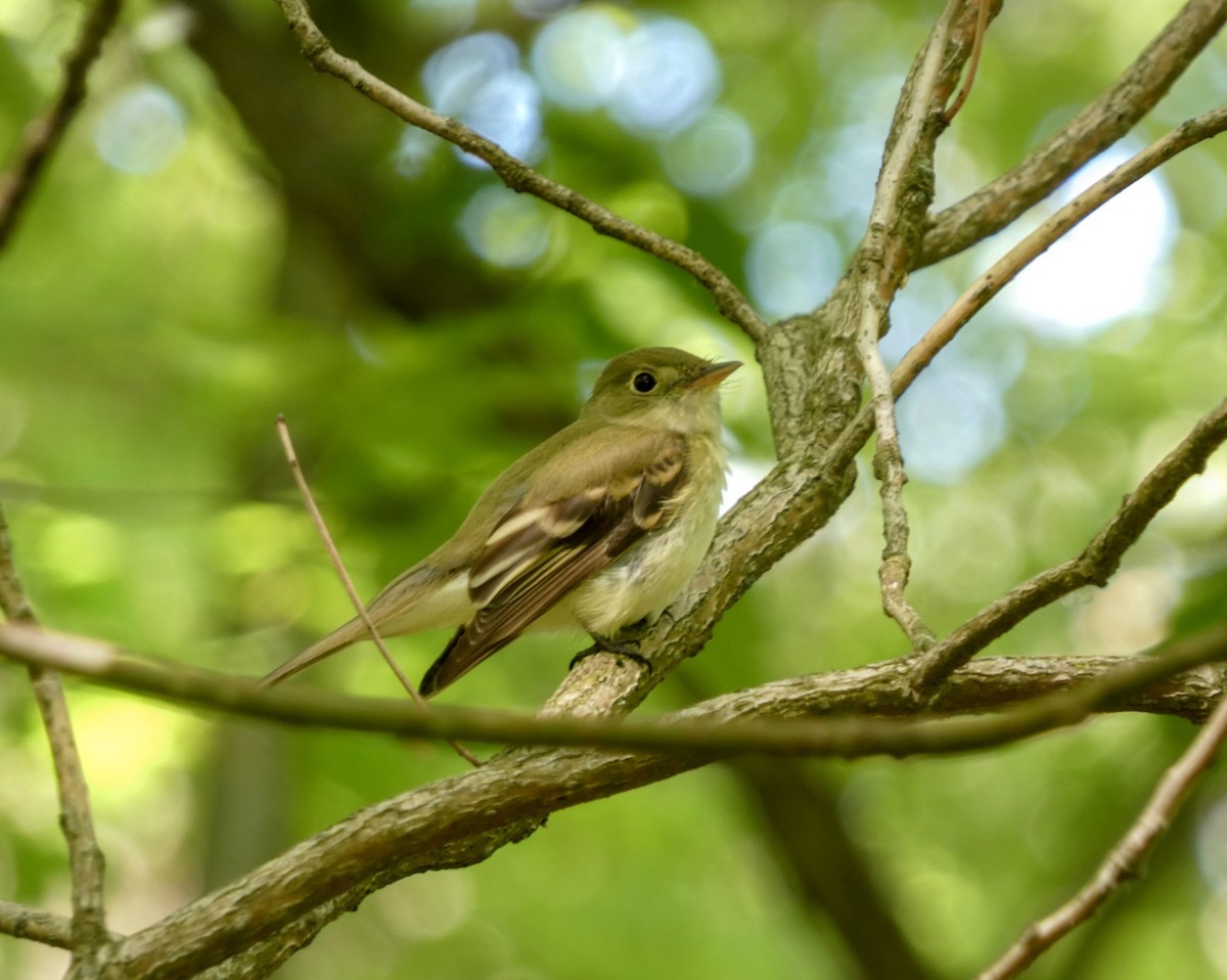 Acadian Flycatcher - Kathy L. Mock