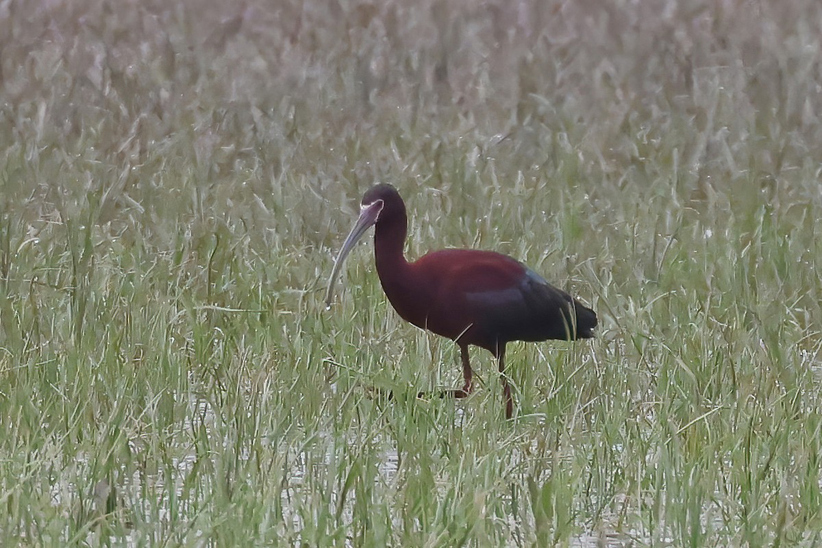 Ibis à face blanche - ML619144168