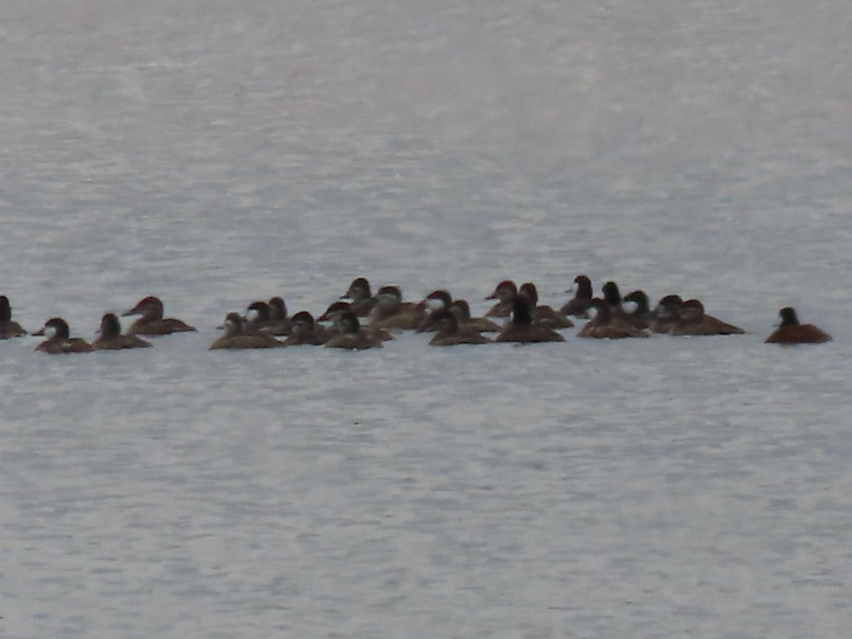 Ruddy Duck - ML619144174