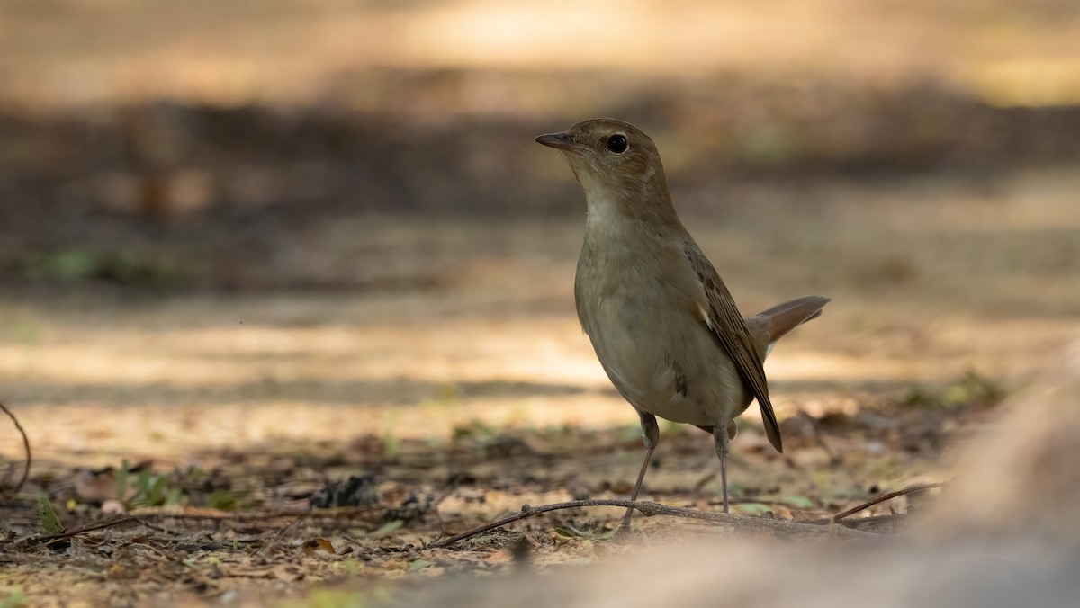Common Nightingale (golzii) - Nasir Almehrzi