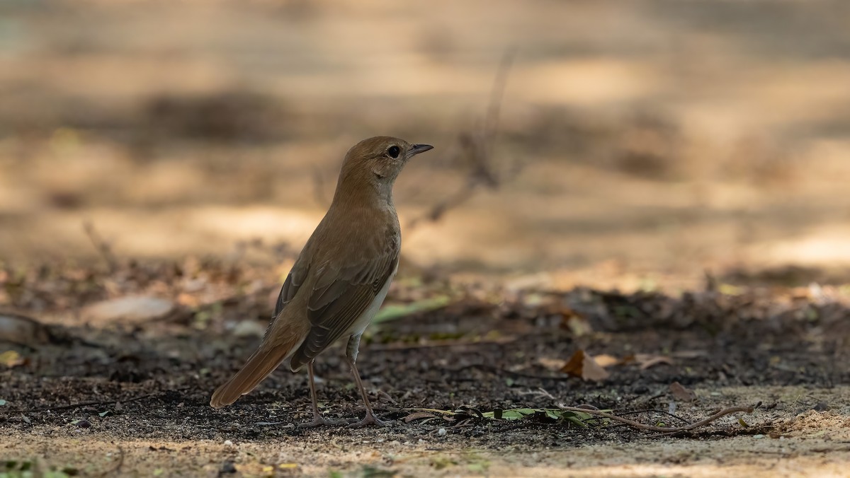 Common Nightingale (golzii) - Nasir Almehrzi