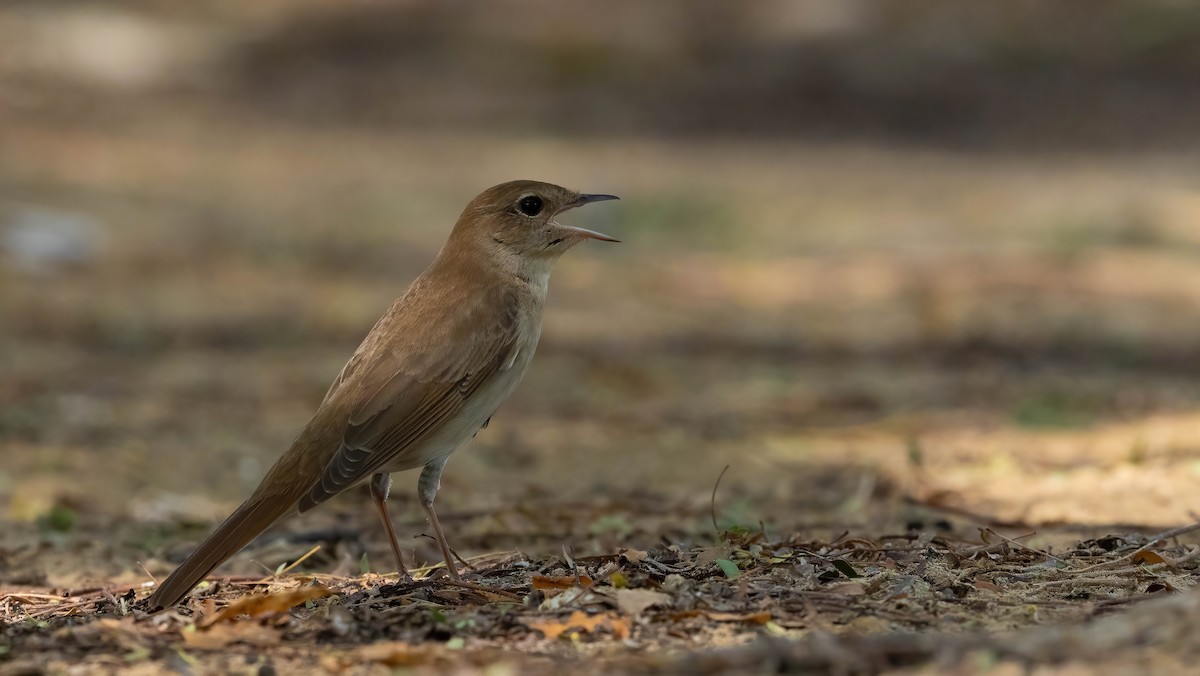 Common Nightingale (golzii) - Nasir Almehrzi