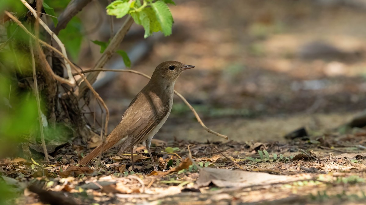 Common Nightingale (golzii) - Nasir Almehrzi