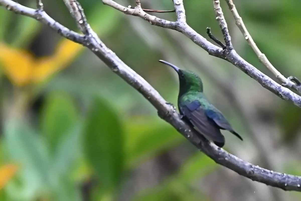 Green-throated Carib - ML619144186