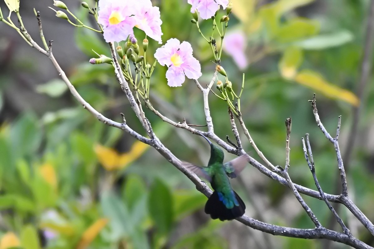 Blaustern-Antillenkolibri - ML619144191