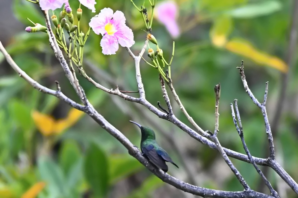 Green-throated Carib - ML619144193