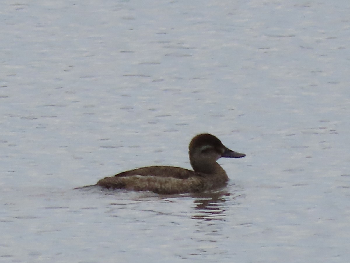 Ruddy Duck - ML619144204