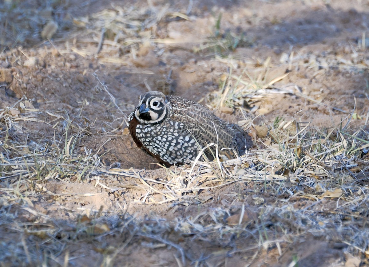 Montezuma Quail - Randy Pinkston