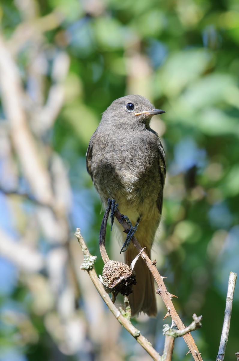 Black Redstart - ML619144206