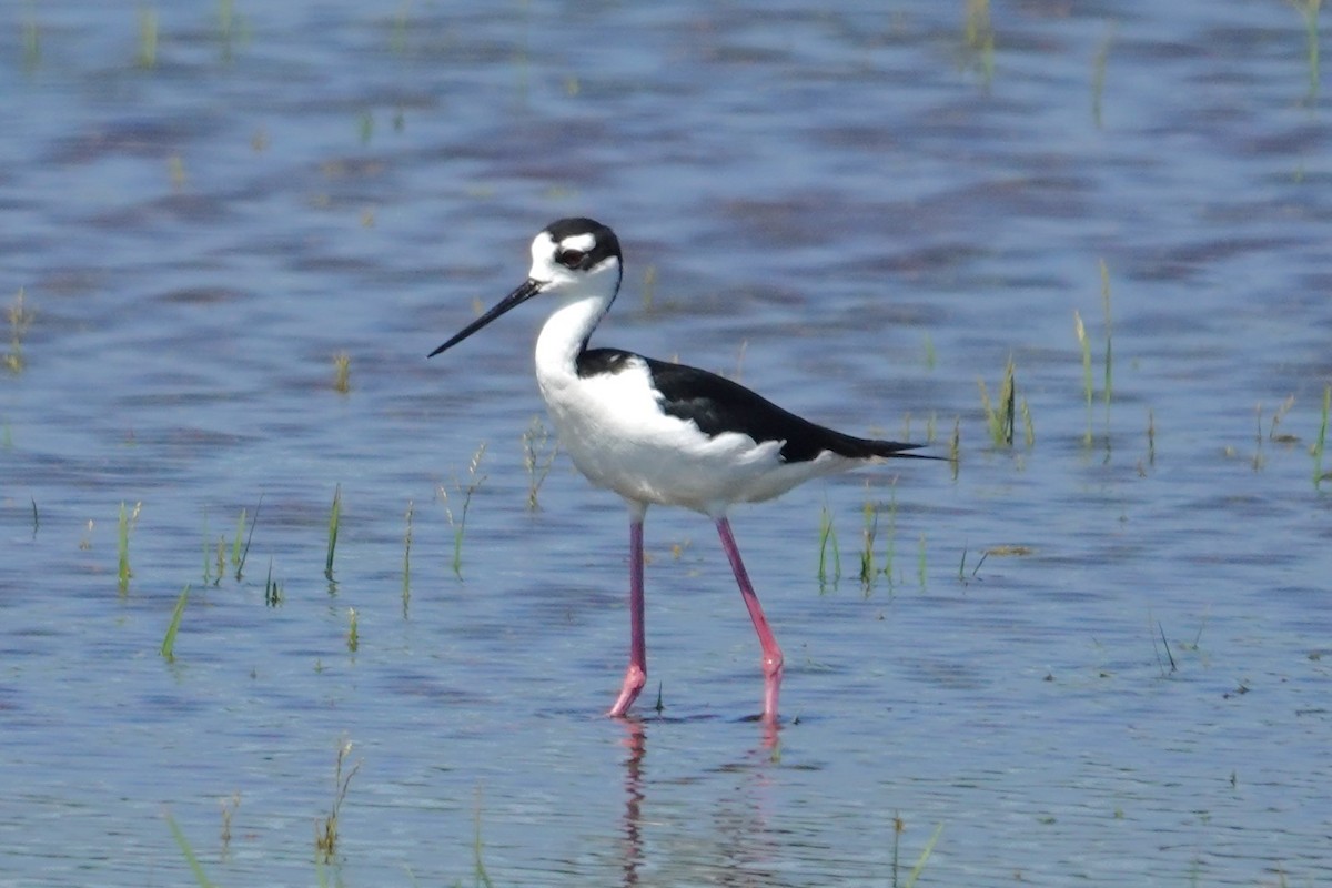 Black-necked Stilt - Allison Graves