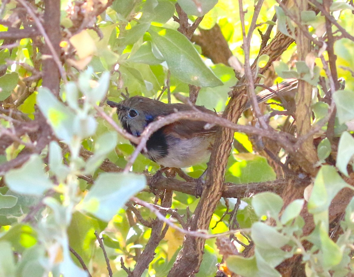 Purple-backed Fairywren - sean clancy