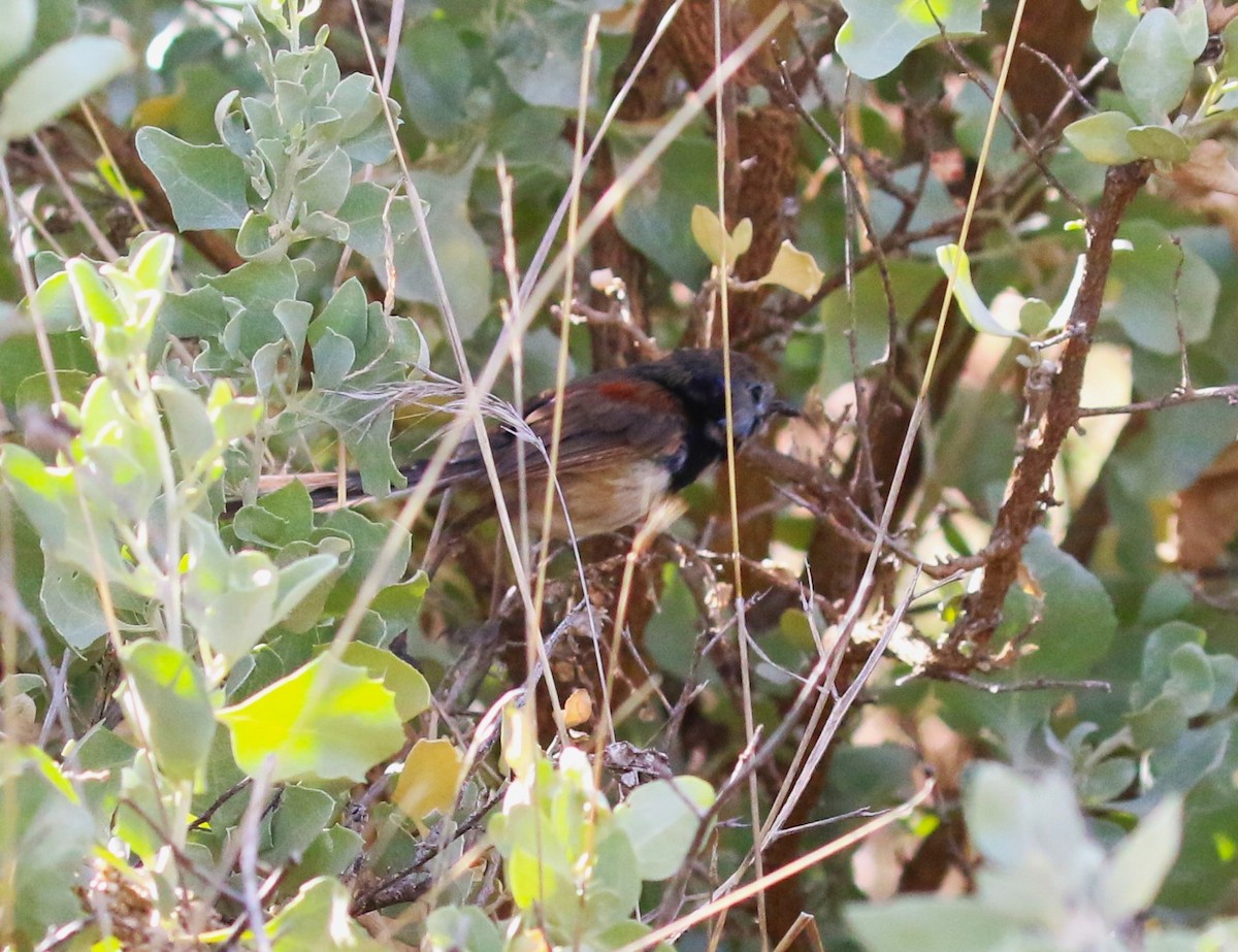 Purple-backed Fairywren - ML619144245