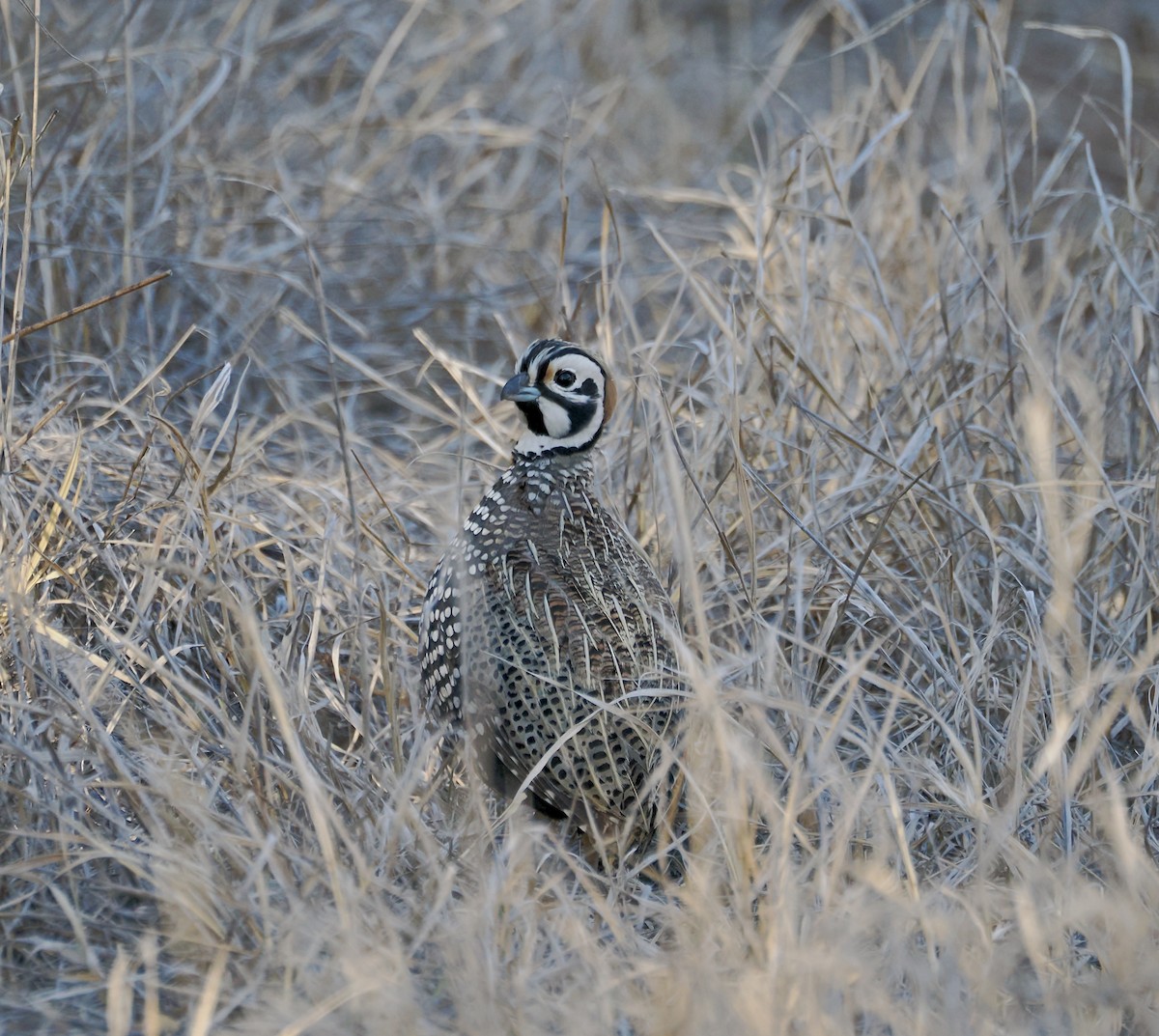 Montezuma Quail - Randy Pinkston