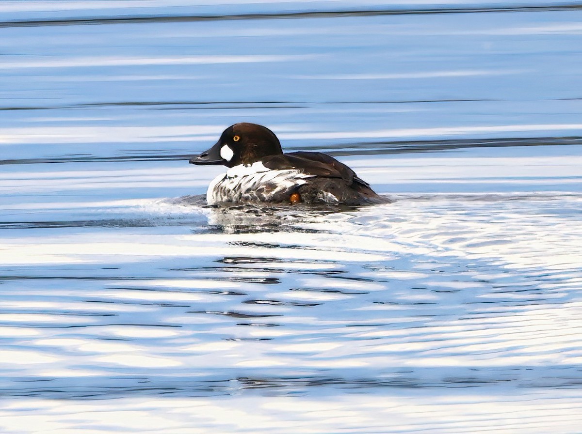 Common Goldeneye - ML619144261