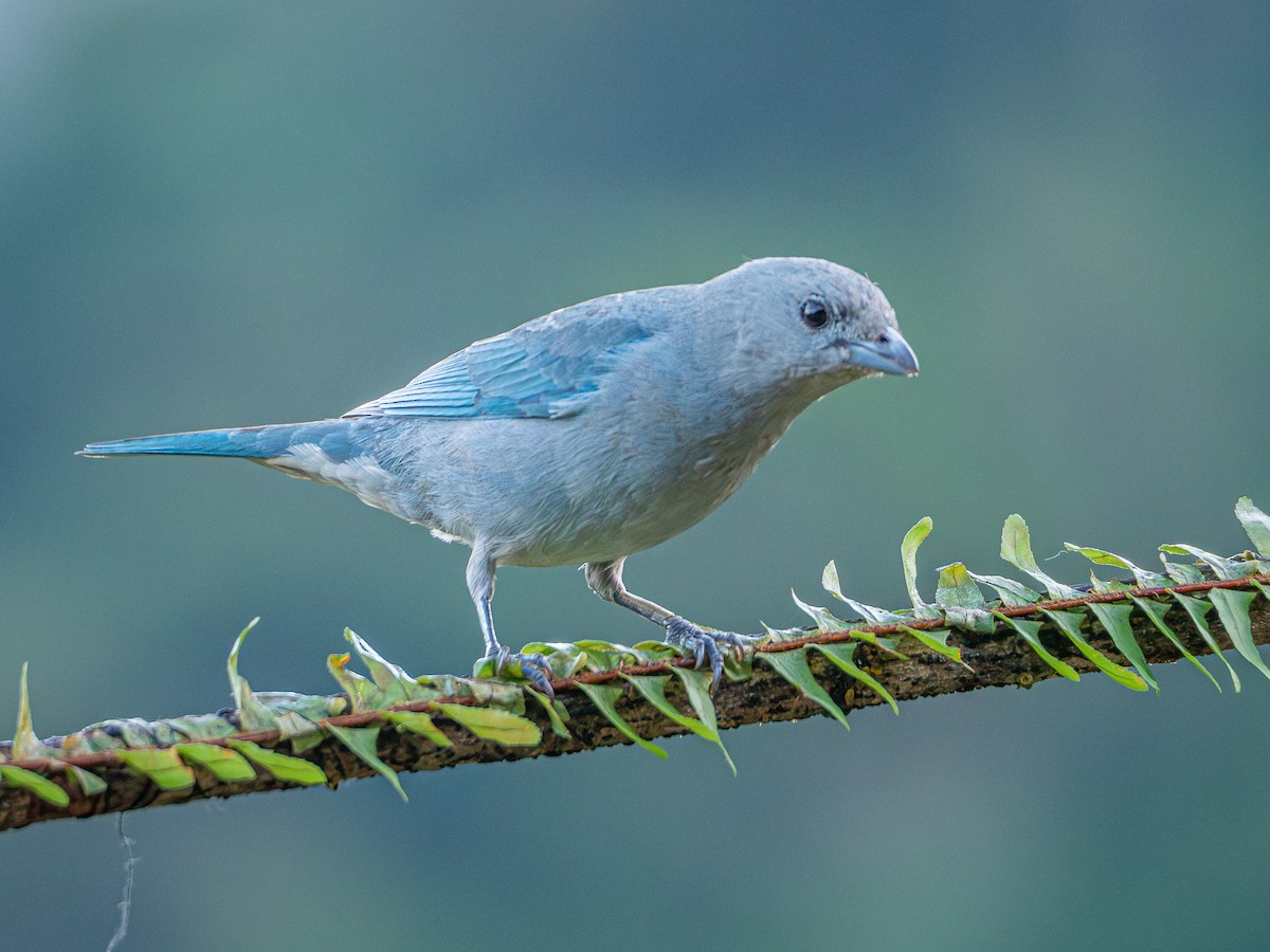 Sayaca Tanager - ML619144263