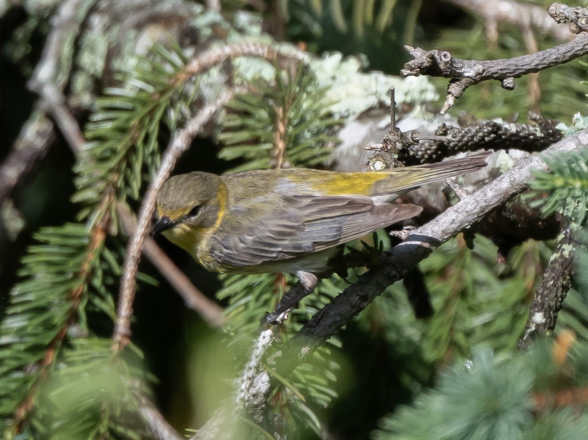 Cape May Warbler - ML619144274