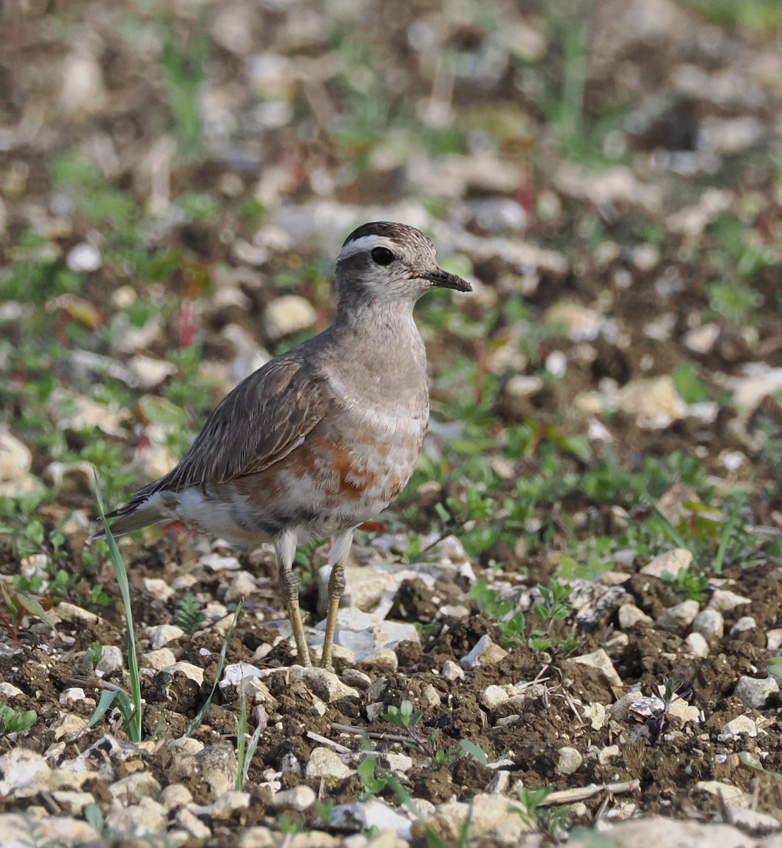 Eurasian Dotterel - Simon  Allen