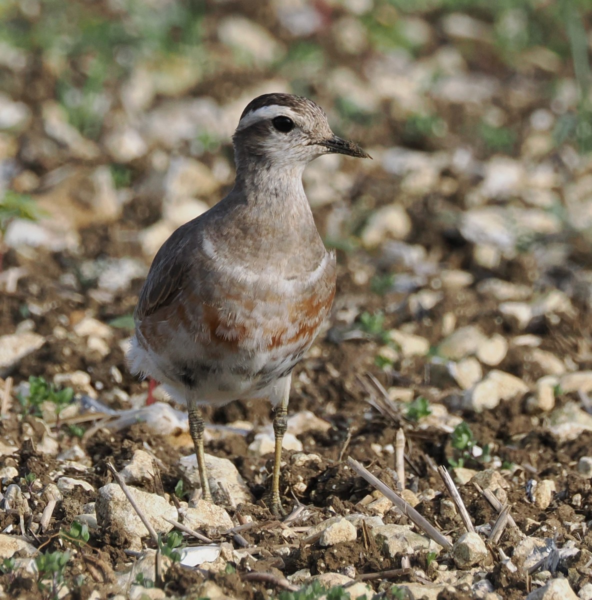 Eurasian Dotterel - Simon  Allen