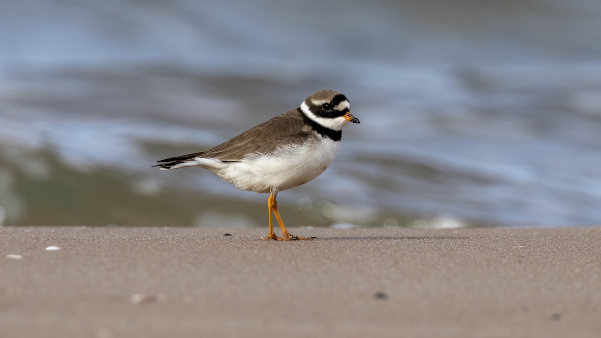 Common Ringed Plover - Korhan Urgup