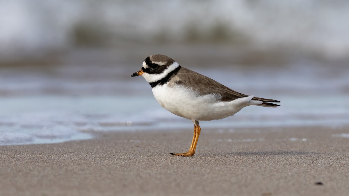 Common Ringed Plover - Korhan Urgup