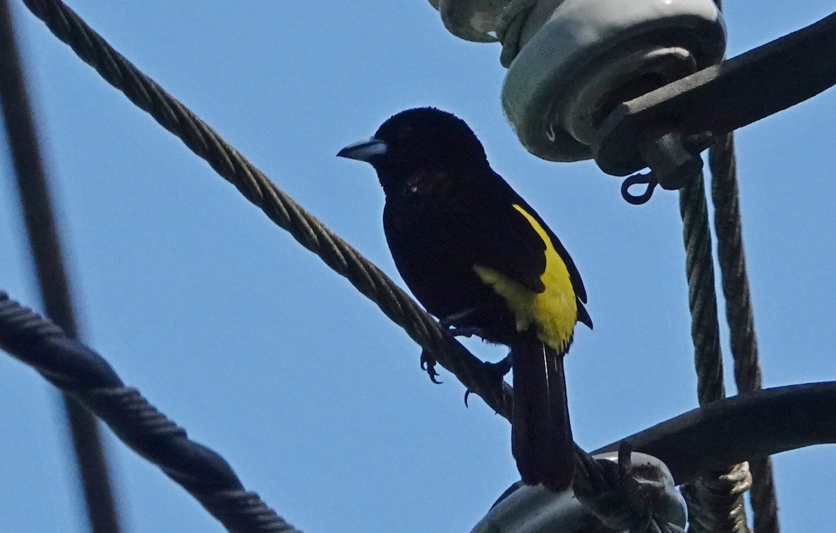 Flame-rumped Tanager - ML619144308