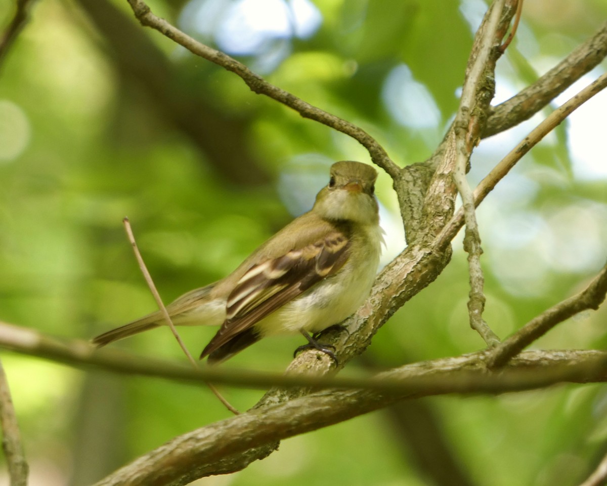 Acadian Flycatcher - ML619144323