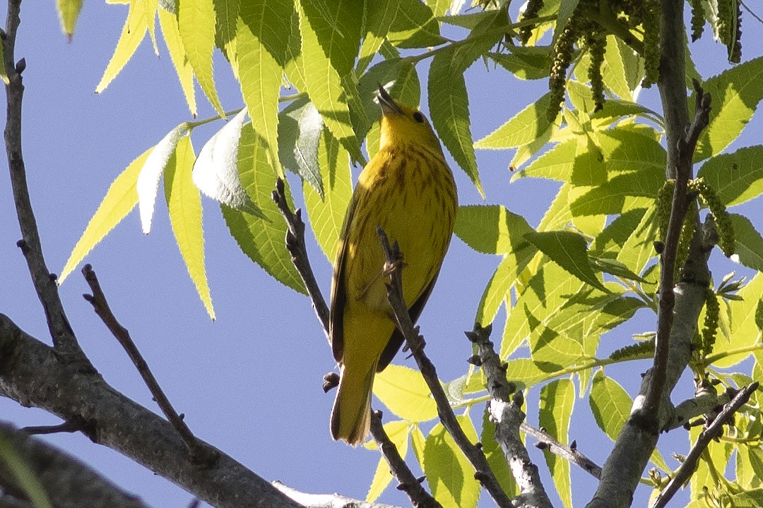 Yellow Warbler - Martin Wall