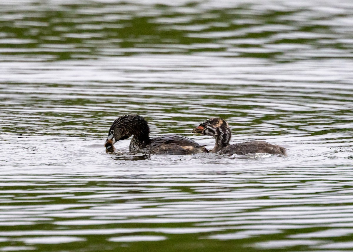 Pied-billed Grebe - ML619144335