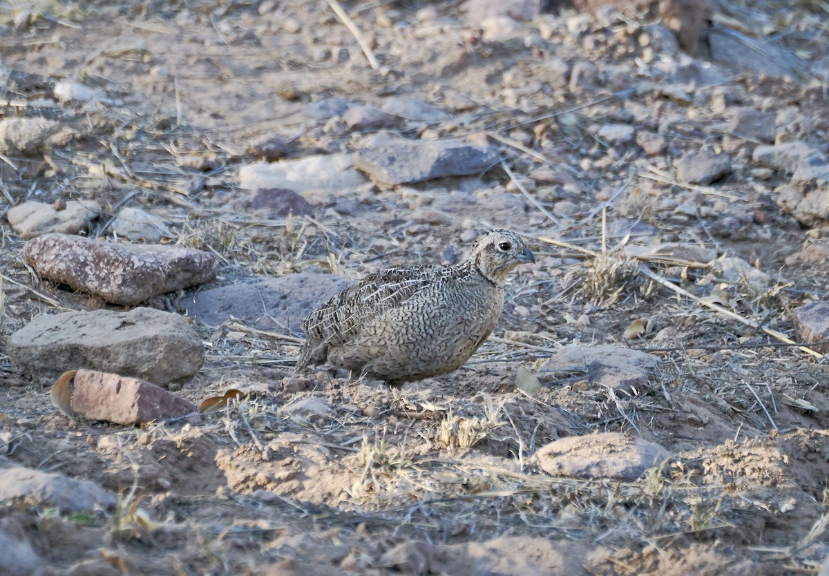 Montezuma Quail - Randy Pinkston