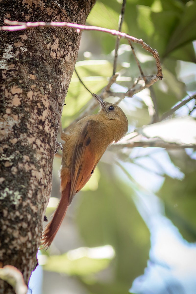 Olivaceous Woodcreeper - Diego Murta