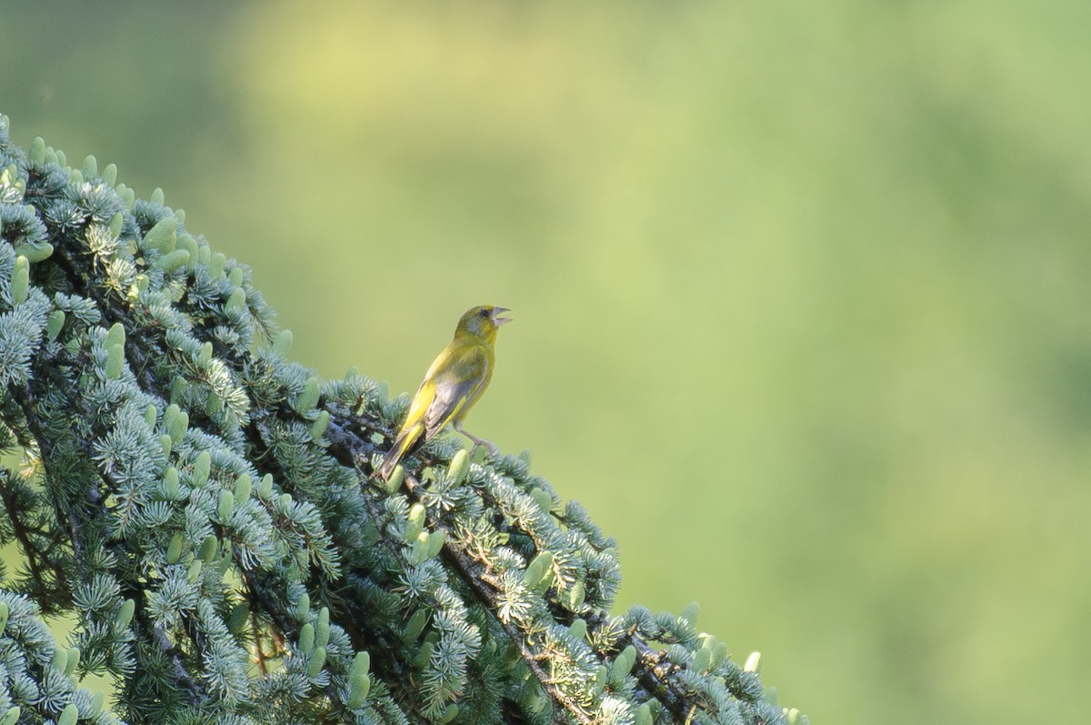 European Greenfinch - ML619144348