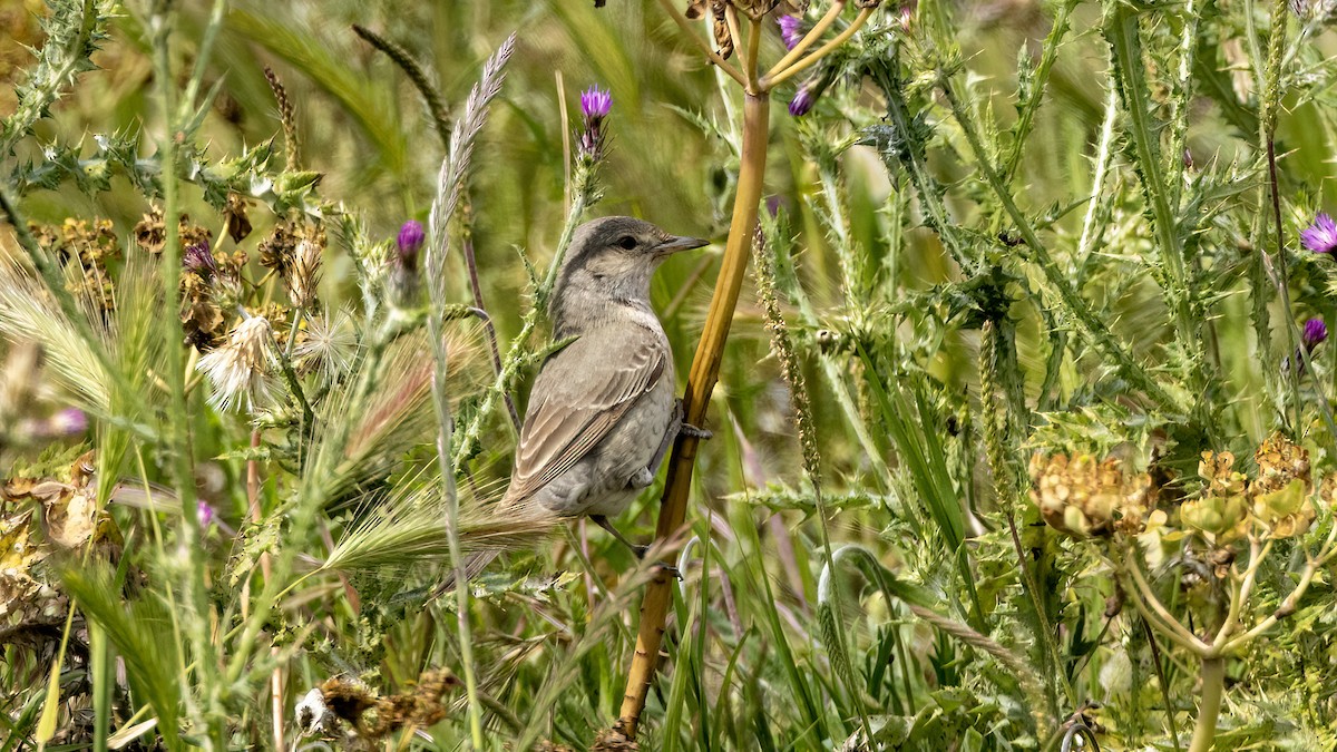 Barred Warbler - Korhan Urgup