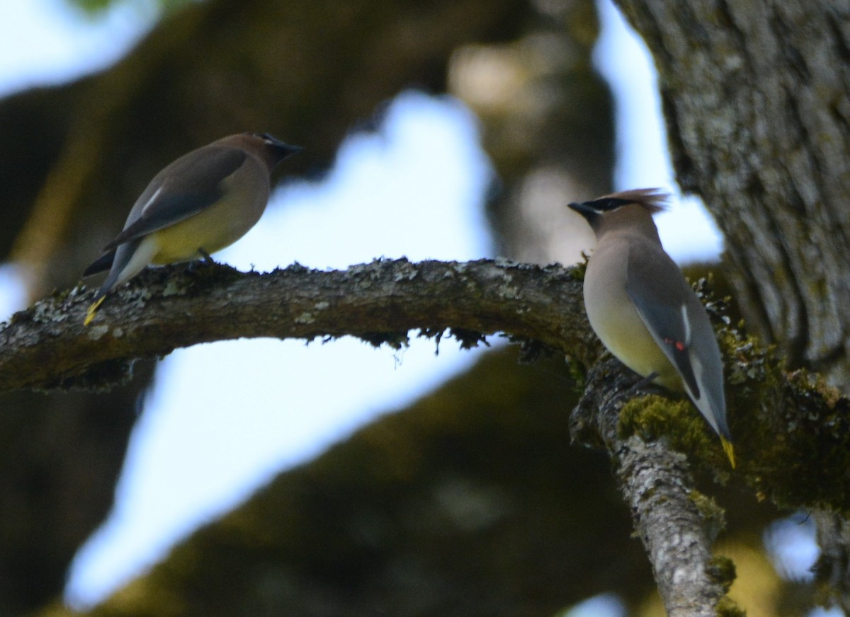 Cedar Waxwing - Cathy Pasterczyk