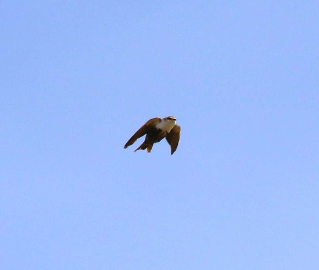 White-backed Swallow - ML619144357