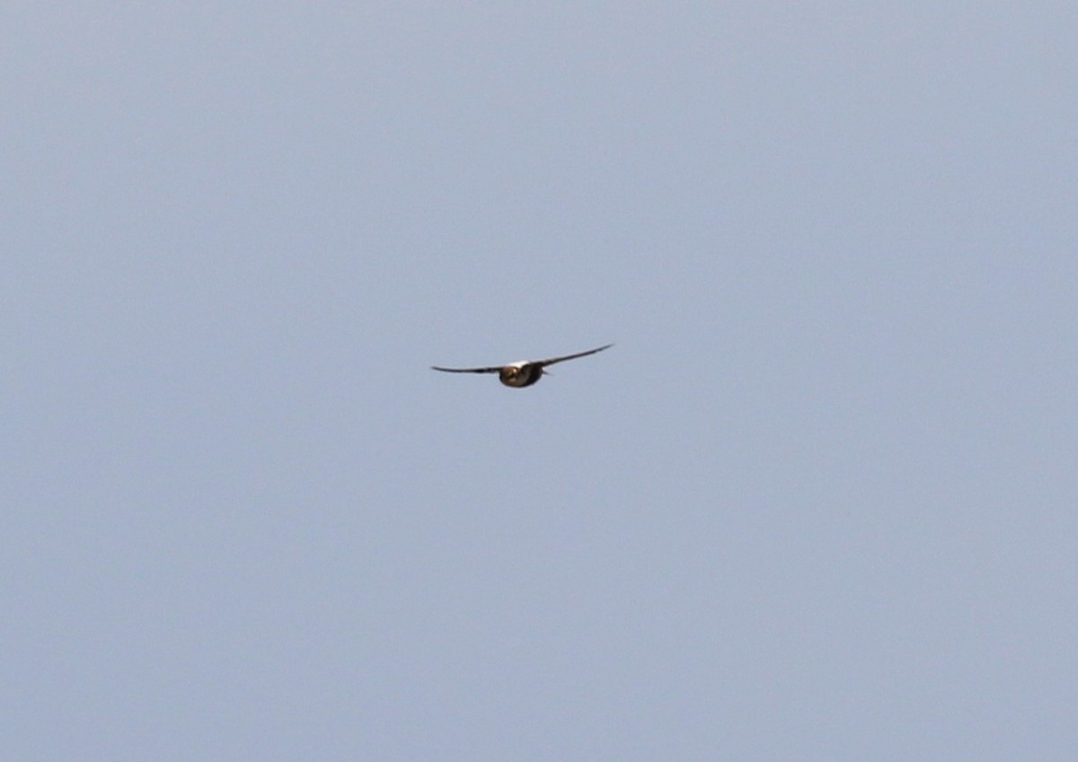 White-backed Swallow - sean clancy