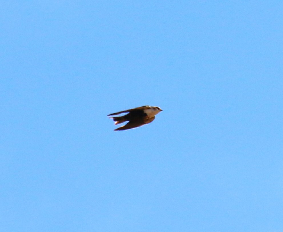 White-backed Swallow - sean clancy