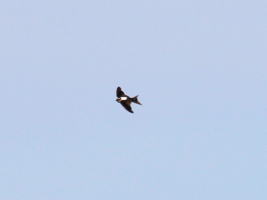 White-backed Swallow - sean clancy